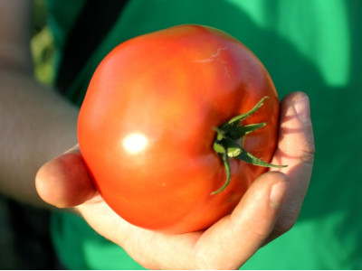Growing a tomato of Heavy F1 on a bogar in Temryuk district.