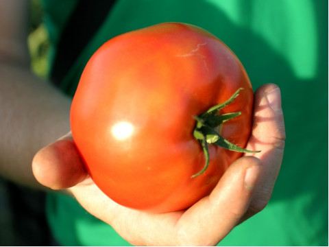 Growing a tomato of Heavy F1 on a bogar in Temryuk district.