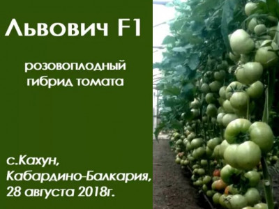 Let's compare: tomato Lvovich F1 and the most popular pink hybrid.