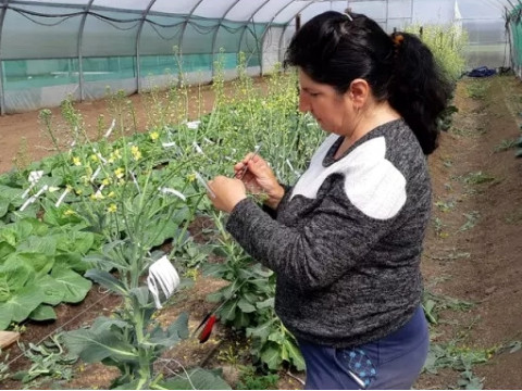 From the life of a breeding station. Selection of lettuce and early white cabbage.