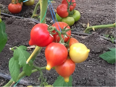 Tomato Nobel F1 perfectly "pulls the nose!"