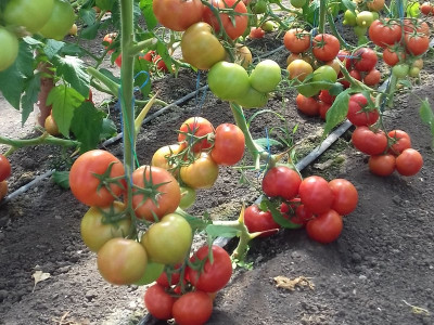 Tomato Kodiak F1 breaks records!