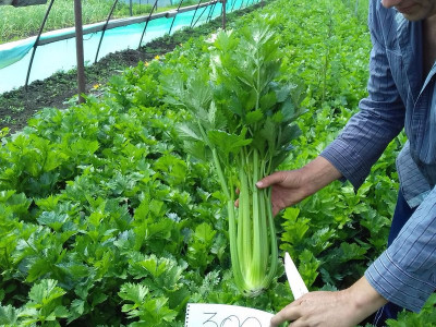 Harvesting lettuce and celery at Gusareva Balk farm.