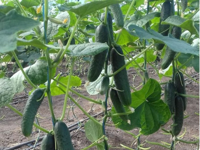 Cucumber Standart F1 leads in the village of Bagaevskaya!