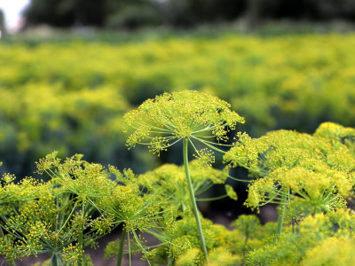 Seed production of Bushman dill.