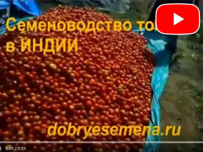 Tomato seed production in India.
