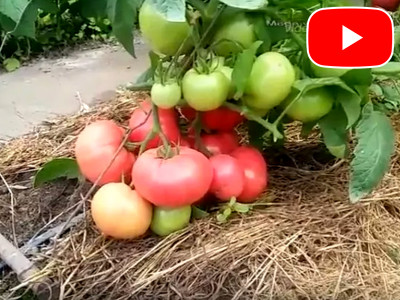 Fruiting of determinant and indeterminate tomatoes in comparison.
