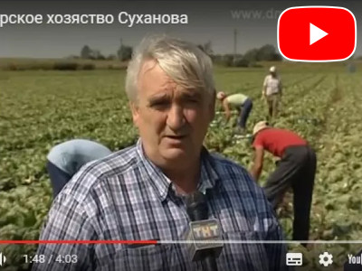 Cleaning of salads from Global Seeds at the Sukhanovs farm.