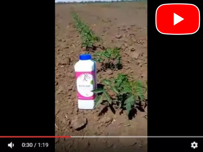 The effect of the use of the biological drug Vitazyme on tomatoes!