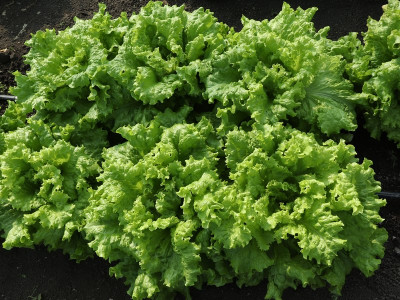 Results of production tests of Chingiz lettuce.