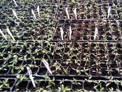 Successful shoots on the farm Gusareva Balka.