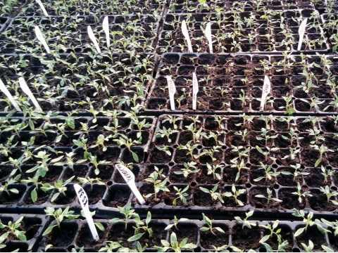 Successful shoots on the farm Gusareva Balka.