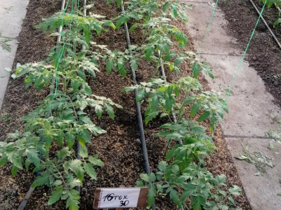 Our pink tomato hybrids are leading the way!