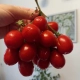 Томат ЧЕФАЛУ - review photo